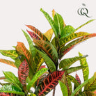 Artificial plant - Croton Codiaeum - Wonderbush - 95 cm by Green boutiQ