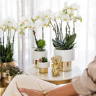 Hummingbird Orchids | white Phalaenopsis orchid - Amabilis + Lush pot - pot size Ø9cm - 35cm high | blooming houseplant - fresh from the grower by Kolibri Company