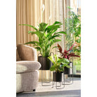 Flowerpot inside Petry Black by Mica Decorations