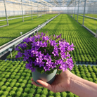 2x Campanula Addenda Ambella Intensiv-Lila in Granada Sier-Töpfen – Topfgröße 12 cm – mehrjährig – winterhart von Kolibri Company