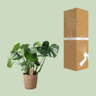 Monstera In Natural Basket - Ø21cm - ↕60cm by MEERgroothandel Planten