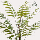 Art Plant - Rumohra Adiantiformis - The Leader Varise - 150 cm by Green boutiQ