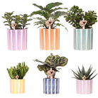 Hummingbird Greens | Mix of green plants + Painted Stripe decorative pots - pot size Ø9cm & Ø6cm | flowering houseplants - fresh from the grower by Kolibri Company