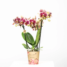 Kolibri-Orchideen | KOMBINATIONSPAKET mit 4 gelb-roten Phalaenopsis-Orchideen - Spanien - Topfgröße Ø9cm | blühende Zimmerpflanze - frisch vom Züchter von Kolibri Company