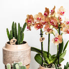 Kolibri Greens | Green Plant - Stapelia - Green houseplant - Fresh of the grower - Ø9cm by Kolibri Company