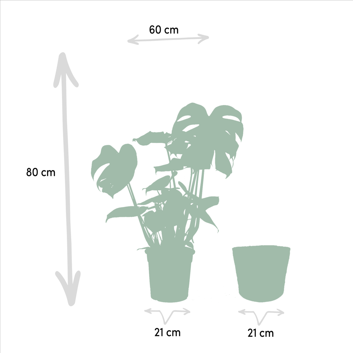 Monstera Deliciosa - ↨80cm - Ø21cm + Mand Selin by MEERgroothandel Planten