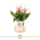 Anthurium Aqua Roots Lilli by Blooming Luxury