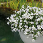 Campanula Addenda – Glockenblume weiß, Topfgröße 12 cm – 2 m2 Bodendecker – 12 Stück – Ambella weiß – Gartenpflanzen – winterhart von Kolibri Company
