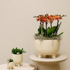Kolibri-Orchideen | oranges Pflanzenset in Gummy-Schale inkl. Wasserreservoir | drei orange Orchideen und drei grüne Pflanzen | Jungle Bouquet Orange mit autarkem Wasserreservoir von Kolibri Company