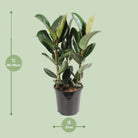 Ficus Elastica Robusta - Ø27cm - ↕85cm by MEERgroothandel Planten