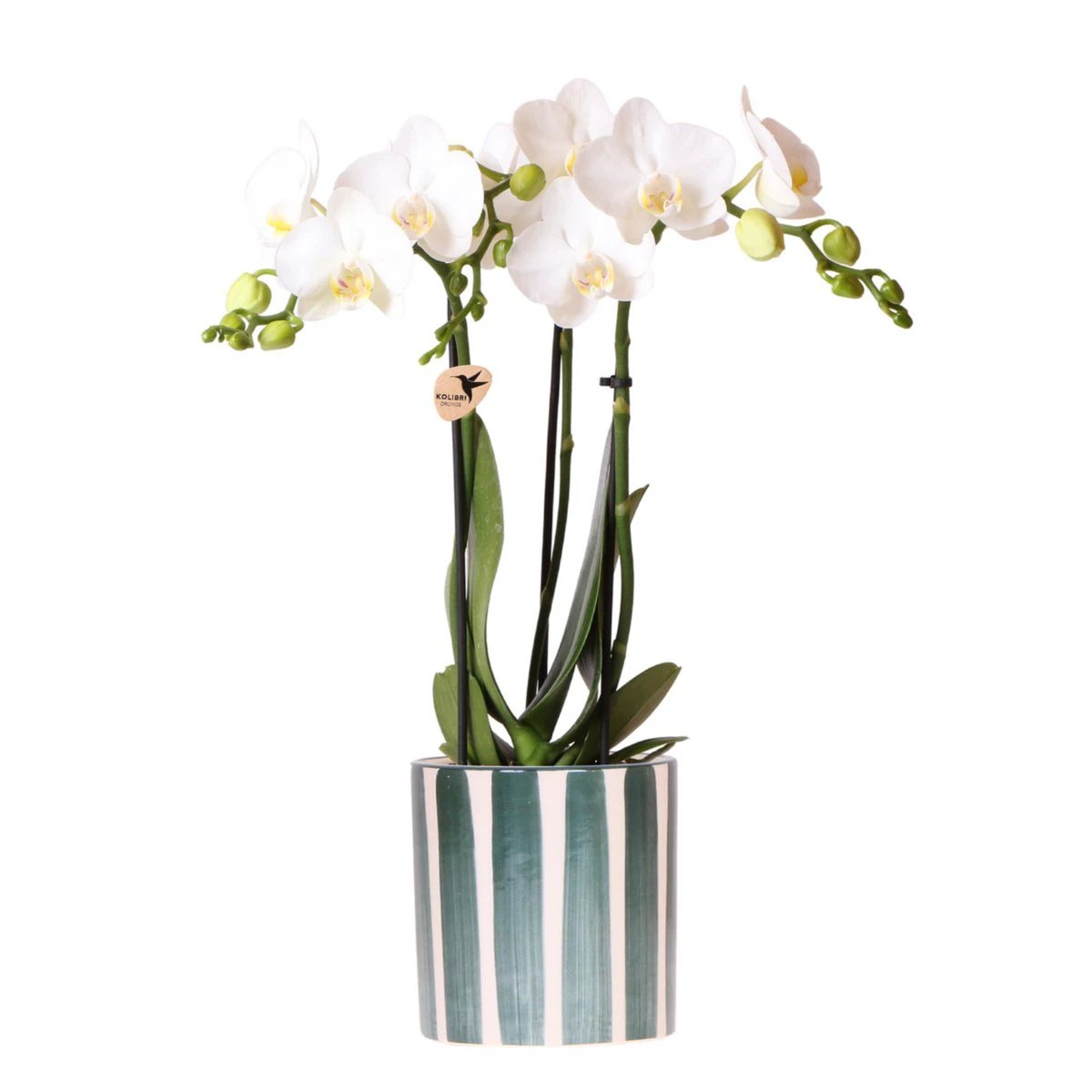 Hummingbird Orchids | White Phalaenopsis orchid Amabilis + Painted Stripe pot green - pot size Ø9cm | flowering houseplant - fresh from the grower by Kolibri Company