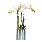 Hummingbird Orchids | White Phalaenopsis orchid Amabilis + Painted Stripe pot green - pot size Ø9cm | flowering houseplant - fresh from the grower by Kolibri Company