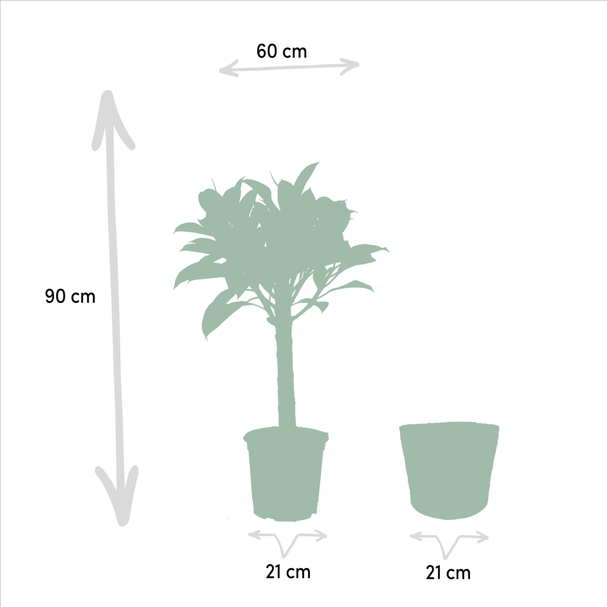 Ficus Elastica Melany - Ø21cm - ↕85cm + Alocasia Wentii - Ø19cm - ↕60cm + Mand Selin by MEERgroothandel Planten