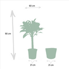Ficus Elastica Melany - Ø21cm - ↕85cm + Alocasia Wentii - Ø19cm - ↕60cm + Mand Selin by MEERgroothandel Planten
