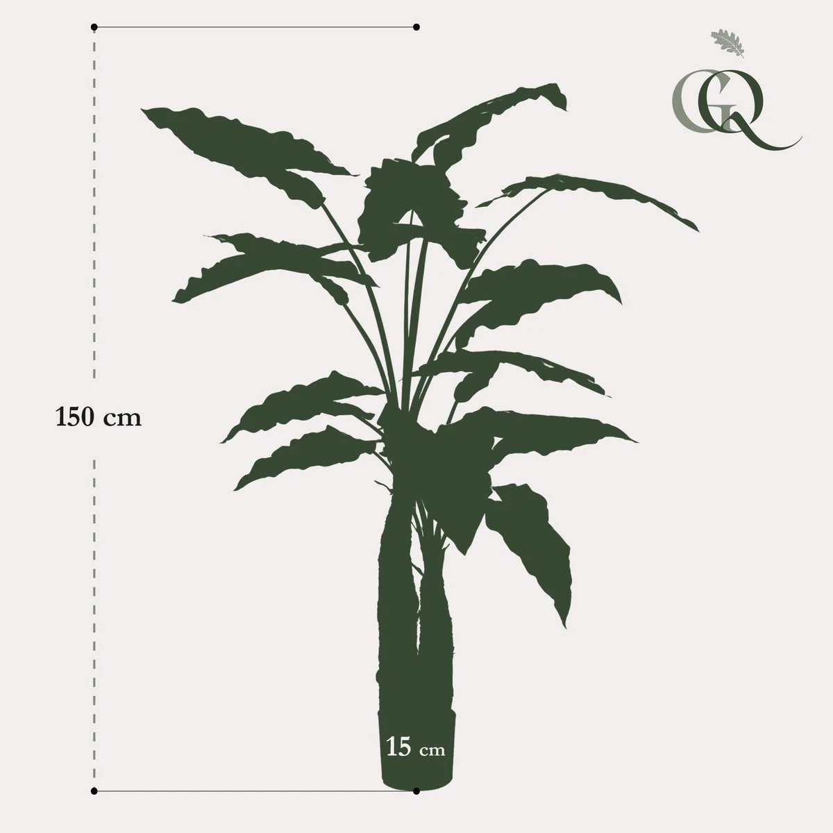 Art plant - Alocasia - Elephants ear - 150 cm by Green boutiQ