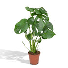 Monstera Deliciosa - Hole plant - Ø17cm - ↕55cm by MEERgroothandel Planten