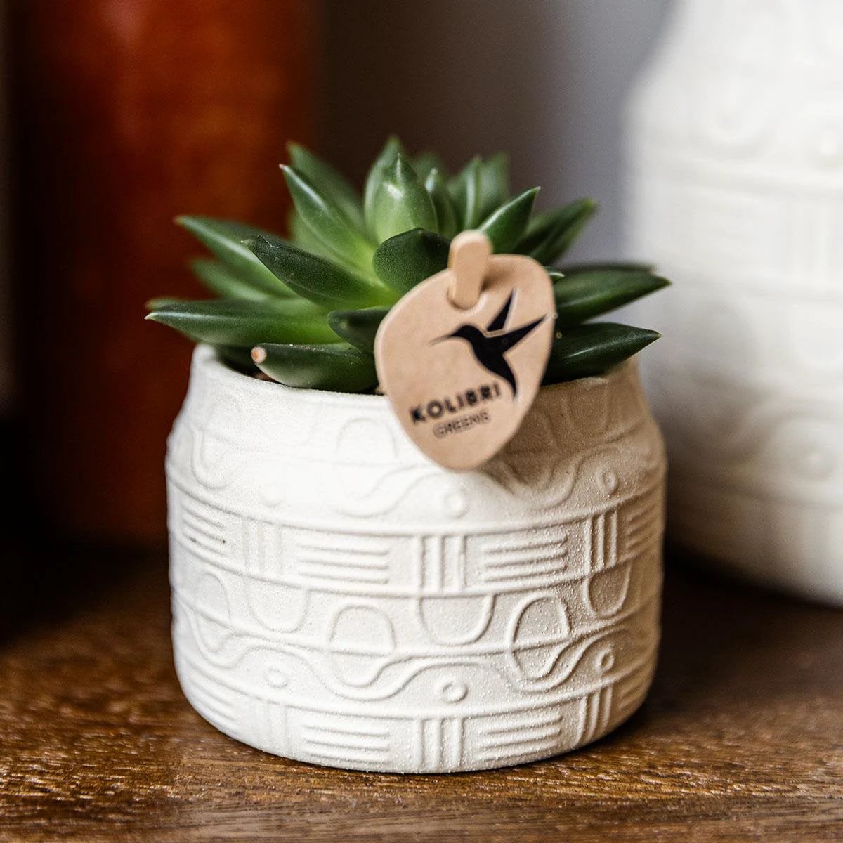 Kolibri Greens | Green Plant - Succulent Echeveria Miranda Potmaat Ø6cm | green houseplant - fresh from the grower by Kolibri Company