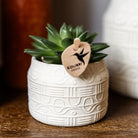 Kolibri Greens | Green Plant - Succulent Echeveria Miranda Potmaat Ø6cm | green houseplant - fresh from the grower by Kolibri Company