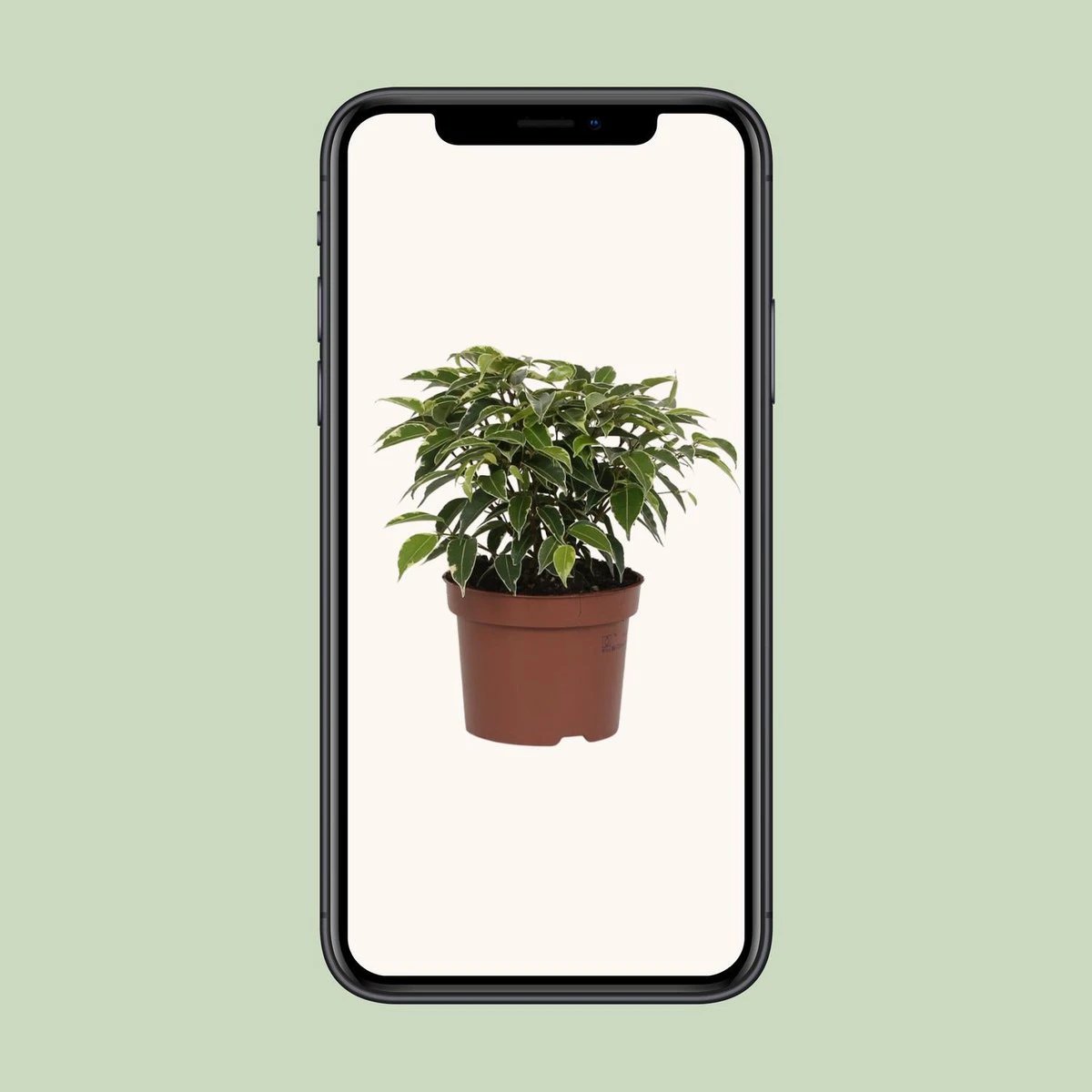 Ficus Benjamina Kinky | [P12-H20] von MEERgroothandel Planten