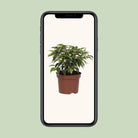 Ficus Benjamina Kinky | [P12-H20] von MEERgroothandel Planten