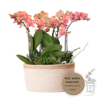 Kolibri Orchids | Orange Plant Set In Cotton Basket incl. Water reservoir | Three Orange Orchids Bolzano 9cm and three green plants | Jungle Bouquet Orange with self -sufficient water reservoir by Kolibri Company