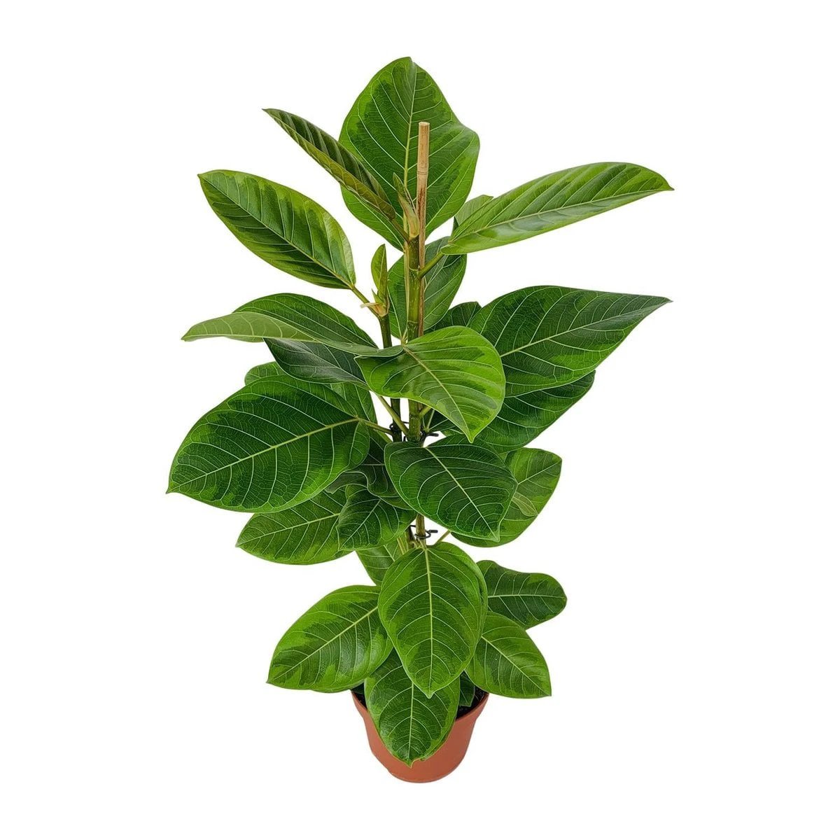 Ficus Altissima | [P21-H95] von MEERgroothandel Planten