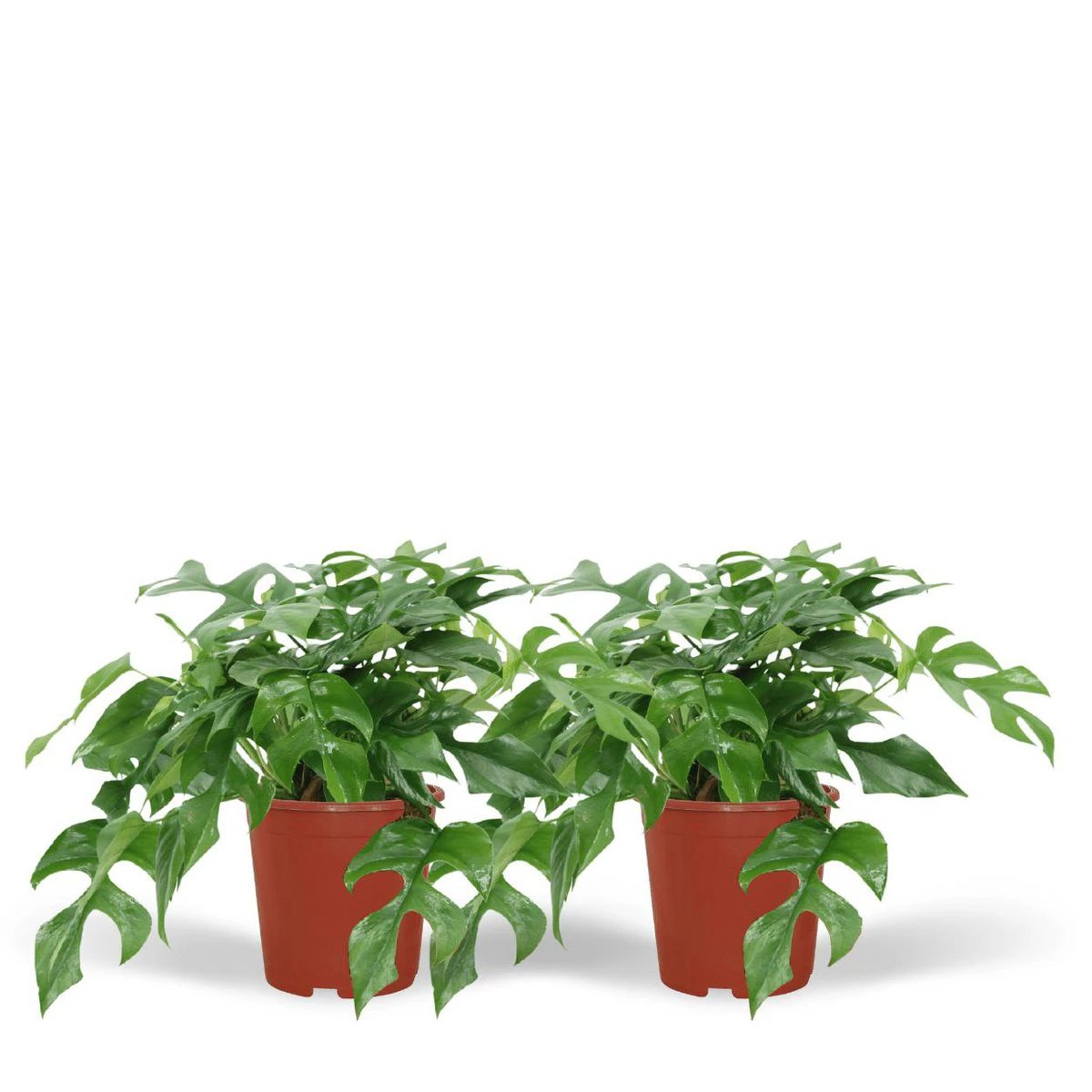 2x Monstera Minima - Gatenplant - 25cm - ø15 by MEERgroothandel Planten