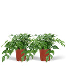 2x Monstera Minima - Gatenplant - 25cm - ø15 by MEERgroothandel Planten