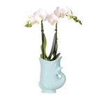 Hummingbird Orchids | white Phalaenopsis orchid - Amabilis + Fish pot turquoise - pot size Ø9cm | flowering houseplant - fresh from the grower by Kolibri Company