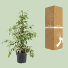 Ficus Benjamina Dämmerung (R) | [P17-H70] von MEERgroothandel Planten