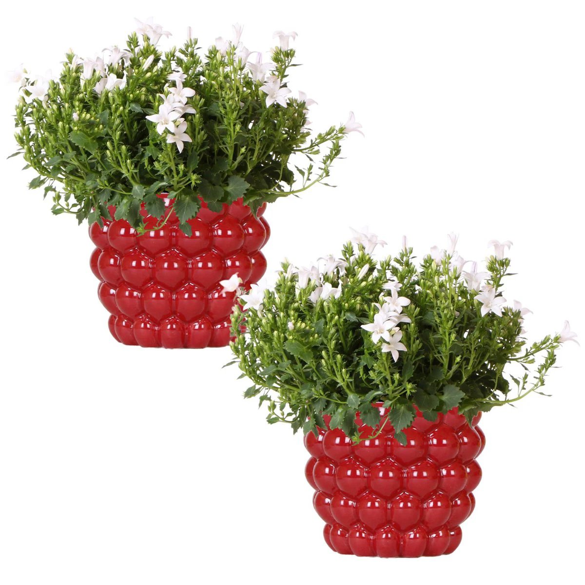 2x Campanula Addenda Ambella White in Berry Sierpotts - Pot size 12cm - Perennial - hardy by Kolibri Company