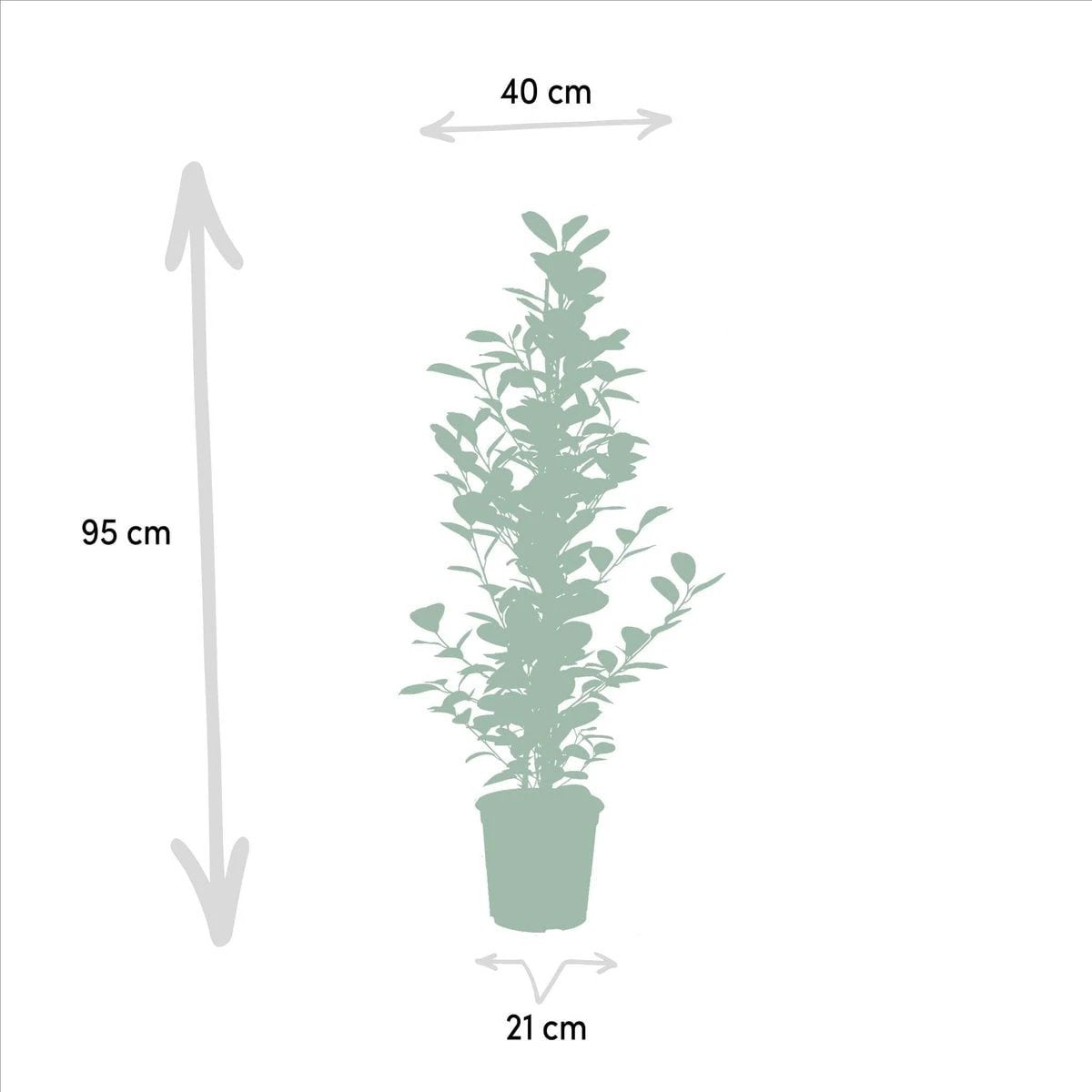 Ficus microcarpa Moclame - Ø21cm - ↕95cm by MEERgroothandel Planten