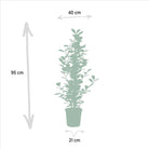 Ficus microcarpa Moclame - Ø21cm - ↕95cm by MEERgroothandel Planten