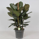 Ficus Robusta – Ø27 cm – ↕90 cm von MEERgroothandel Planten