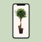 Ficus Micr. Moclame - Ø23cm - ↕110cm by MEERgroothandel Planten