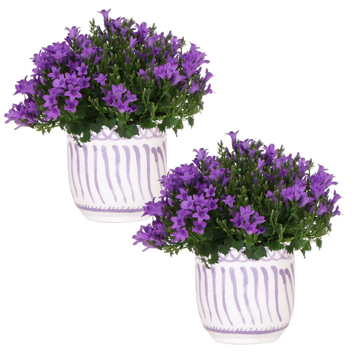 2x Campanula Addenda Ambella Intense Purple in Granada Sier-Töpfen – Topfgröße 12 cm – Staude – winterhart von Kolibri Company