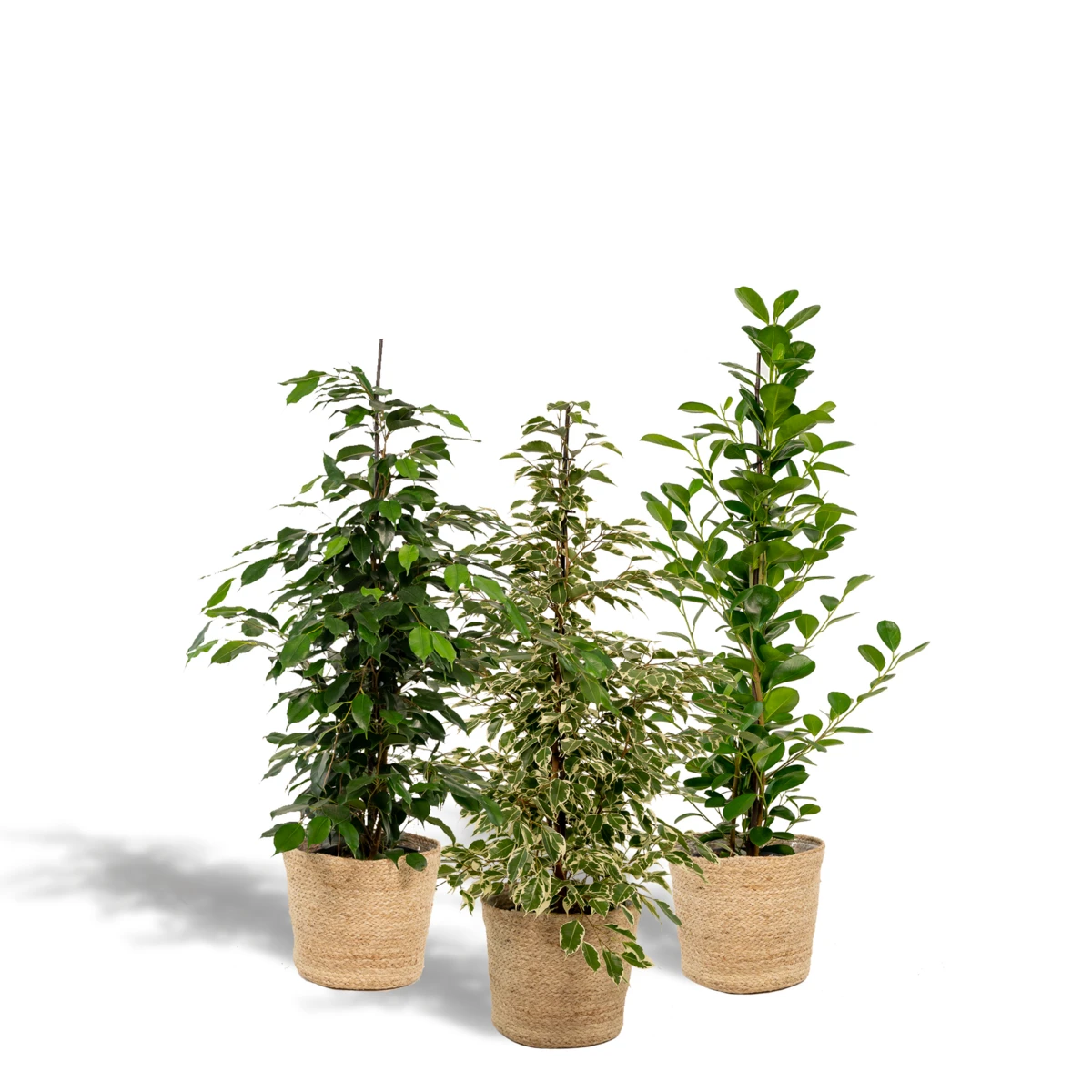 Ficus Benjamina Danielle - Ø21cm - ↕95cm + Ficus Benjamina Twilight - Ø21cm - ↕95cm + Ficus Microcarpa Moclame - Ø21cm - ↕95cm + Mand Selin by MEERgroothandel Planten