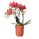 Kolibri-Orchideen | Rote Phalaenopsis-Orchidee – Congo + Retro-Ziertopf aus Terrakotta – Topfgröße Ø9 cm – 40 cm hoch | blühende Zimmerpflanze im Blumentopf – frisch vom Züchter von Kolibri Company