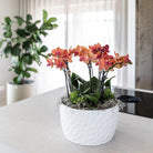 Hummingbird Orchids | orange plant set in Honey dish incl. water reservoir | three orange orchids Bolzano 9cm and three green plants | Jungle Bouquet orange with self-sufficient water reservoir by Kolibri Company