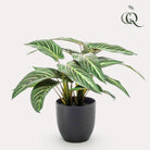 Künstliche Pflanze – Calathea Zebrina – Schattenpflanze – 38 cm von Green boutiQ