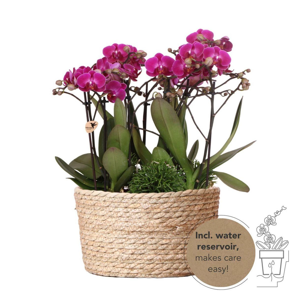 Kolibri Orchids | Purple plant set in Reed Basket incl. Water reservoir | Three Purple Orchids Morelia 9cm and three green plants rhipsalis | Jungle Bouquet Purple with self -sufficient water reservoir by Kolibri Company