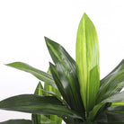 Artificial plant Dracaena Green by Mica Decorations
