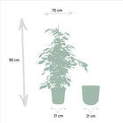 Ficus benjamina Danielle - ↨95cm - Ø21cm + Topf Mayk Blei von MEERgroothandel Planten