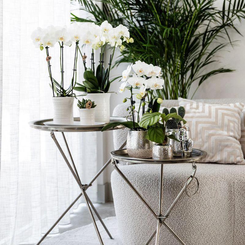 Hummingbird Home | Elite silver pot - Ø12cm by Kolibri Company