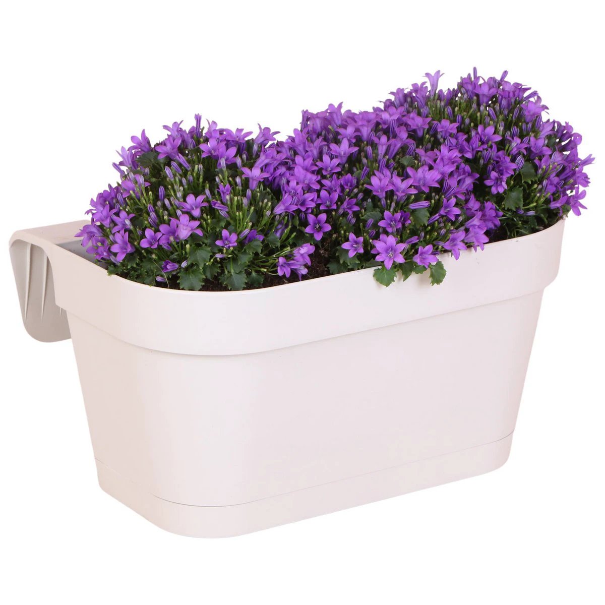 Campanula Addenda Ambella Intensiv Violett – Balkon-Eimer Weiß mit 3 Stück Campanula Topfgröße 12 cm – inkl. Aufhängesystem – Klokjesbloem Violett – Stauden – Gartenpflanzen von Kolibri Company