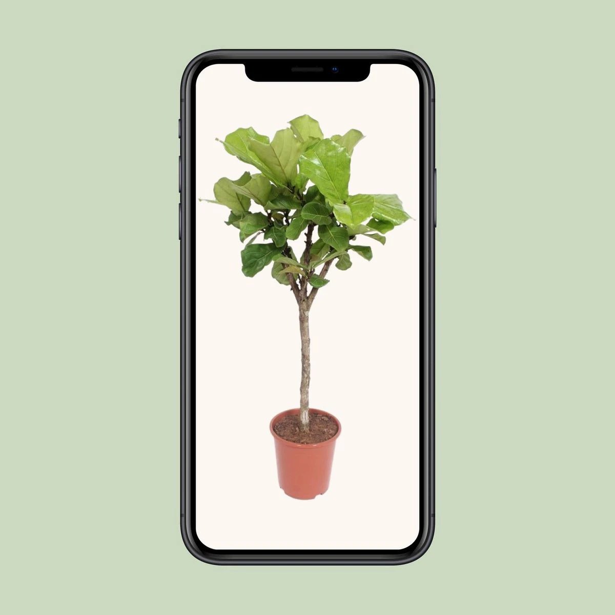 Ficus Lyrata | [P27-H120] von MEERgroothandel Planten