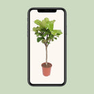 Ficus Lyrata | [P27-H120] von MEERgroothandel Planten