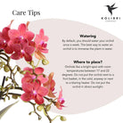 Kolibri-Orchideen | rote Phalaenopsis-Orchidee – Congo + Classy Red – Topfgröße Ø9 cm | blühende Zimmerpflanze – frisch vom Züchter von Kolibri Company