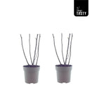 Ficus Bornholm (15017) – 2 Stück – Ø15 cm – ↕40 cm von MEERgroothandel Planten