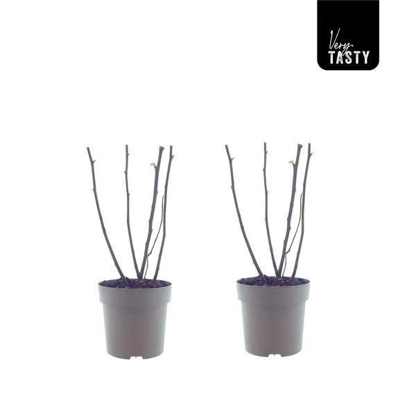 Ficus Bornholm (15017) – 2 Stück – Ø15 cm – ↕40 cm von MEERgroothandel Planten